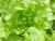 Lettuce